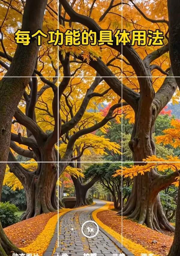 Pathway through autumn-colored trees